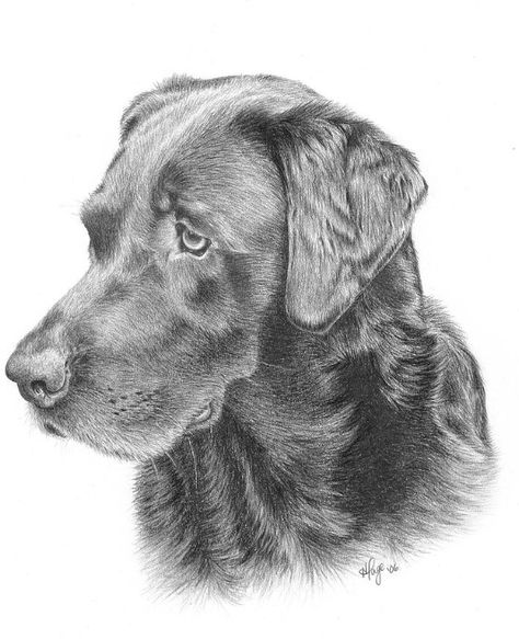 Dog Face Drawing, Dog Pencil Drawing, Labrador Retriever Art, Labrador Art, Drawing Heads, Lab Dogs, Sketchbook Drawings, Chocolate Lab, Dog Drawing