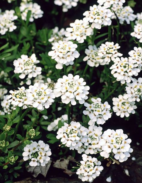 Top 10 Wonderful Flowers That Bloom All Year Long.  #9 Candytuft.  The candytuft is one of the most gentle, delicate flowers that you can plant in your garden! These pretty white flowers need well – drained, alkaline soil and a full – sun planting position. They start blooming in early spring all through summer, but then rebloom in fall again. To save money, it’s best to grow the candytuft from seeds or cuttings. It’s ideal for garden baskets and garden flower carpets. Perennial Garden Design, Perennial Flowers, Garden Basket, Sacred Plant, Best Perennials, Plant Catalogs, Bee On Flower, Wonderful Flowers, Flower Gardens