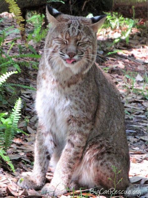 Good night Big Cat Rescue Friends! 🌙 Frankie Bobcat can’t believe it’s only Wednesday night! He is already ready for the weekend! 🐾 Pet Bobcat, Baby Bobcat, Big Cat Rescue, Mount Desert Island, Funny Photo, Desert Island, Acadia National Park, Detailed Map, Oc Ideas