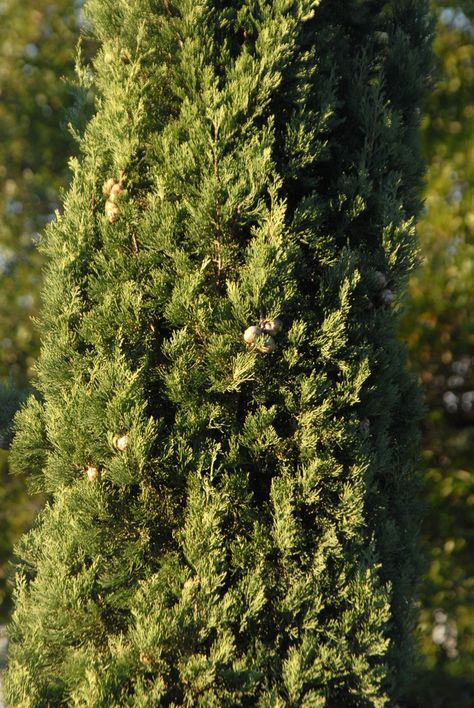 Cupressus sempervirens (Common Cypress, Italian Cypress, Mediterranean Cypress) | North Carolina Extension Gardener Plant Toolbox Cyprus Tree, Conifer Garden, Cyprus Trees, Conifers Garden, Cupressus Sempervirens, Italian Cypress, Cyprus, Tool Box, North Carolina