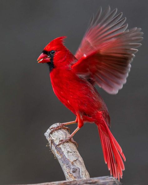 Red Bird Aesthetic, Cardinal Wings, Cardinal Birds Meaning, Rotting Aesthetic, Colourful Feathers, Cardinal Birds Art, Cardinal Birds, Collage Illustration, Colorful Feathers