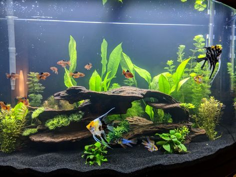 10gallon Fish Tank, 15 Gallon Aquascape, Fish Tank Designs, 10 Gallon Aquarium Ideas, Gold Fish Tank Ideas Aquarium, 15 Gallon Fish Tank Ideas, Pleco Tank Ideas, Fish Tanks Aesthetic, Idee Deco Aquarium