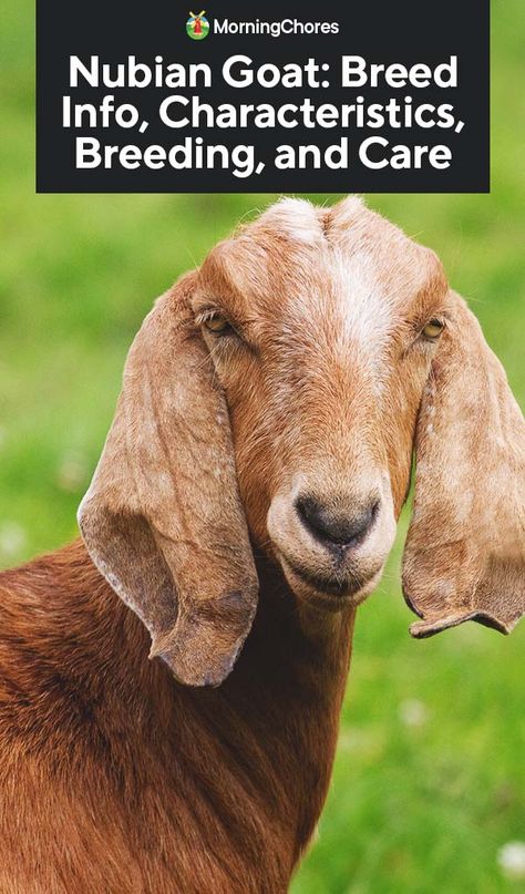 Nubian Goat: Breed Info, Characteristics, Breeding, and Care Nubian Goats Pictures, Goats Milk Cheese, Anglo Nubian Goats, Nubian Goats, Goat Health, Goat Shelter, Independent Life, Small Goat, Farming Ideas