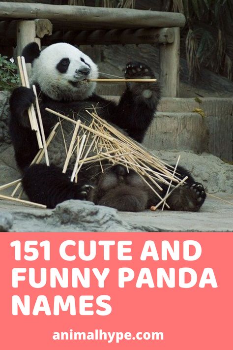 This is a list of 151 cute and funny panda names. Names For Teddy Bears, Endearment Names, Stuffed Animal Names, Instagram Name Ideas, Pun Names, Panda Names, Panda Teddy, Panda Puns, Panda Teddy Bear