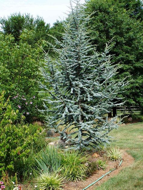 Atlas Cedar | Coniferous Forest Backyard Hedge, Oklahoma Garden, Outdoor Therapy, Conifer Garden, Oregon Trees, Farm Landscaping, Blue Atlas Cedar, Cedrus Atlantica, Coniferous Forest