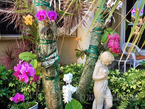 How To Mount Or Attach Your Vanda Orchid To A Tree & Why You Should Grow Orchids On Trees - SunDaze SaltAir Vanda Orchids Hanging, Attaching Orchids To Palm Trees, Orchid Tree How To Grow, How To Hang Orchids On Trees, How To Attach Orchids To A Tree, Orchid On Palm Tree, Growing Orchids On Trees, Orchids On Palm Trees, Orchids In Trees