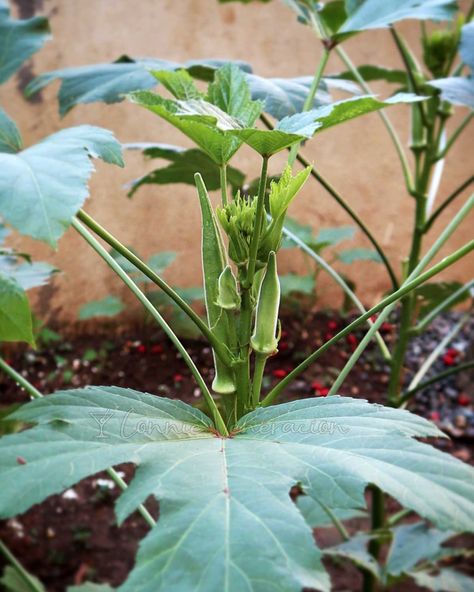 Okra: how to grow and how to cook – Umami Days Shrimp Broth, Grow Okra, Thicken Stew, Growing Okra, Plants Table, Okra Plant, How To Devein Shrimp, Prawn Shrimp, Garden Cooking