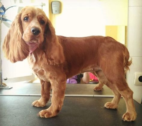 20 Best Cocker Spaniel Haircuts for Your Puppy | The Paws Grooming Cocker Spaniel, Koker Spaniel, Spaniel Haircut, Dogs Haircut, Cocker Spaniel Haircut, Cocker Spaniel Grooming, Chocolate Cocker Spaniel, Show Cocker Spaniel, English Cocker Spaniel Puppies