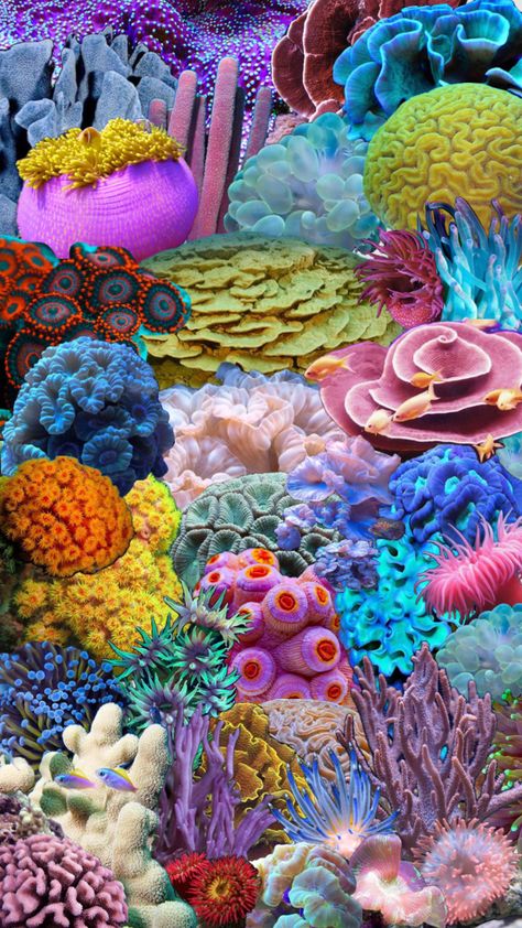 Coral Reef #coralreef #coral #ocean #sea #nature Reef Pattern, Coral Ocean, Coral Art, Sea Anemone, Sea Nature, Underwater Creatures, Sea Coral, Good Morning Greetings, Natural Forms