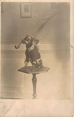 A German mascot dog complete with his own jacket with rank button, feldmutze with cockade and his very own Iron Cross Second Class. Weird Vintage, Photos With Dog, Poor Dog, Iron Cross, Miniature Pinscher, Old Dogs, Vintage Dog, Vintage Photographs, Animal Photo