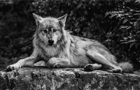 laying around Wolf Heart, Wolf Poses, Ap Drawing, Wolf Photography, Wildlife Pictures, Animal Reference, The Howling, Animal References, Wolf Pictures