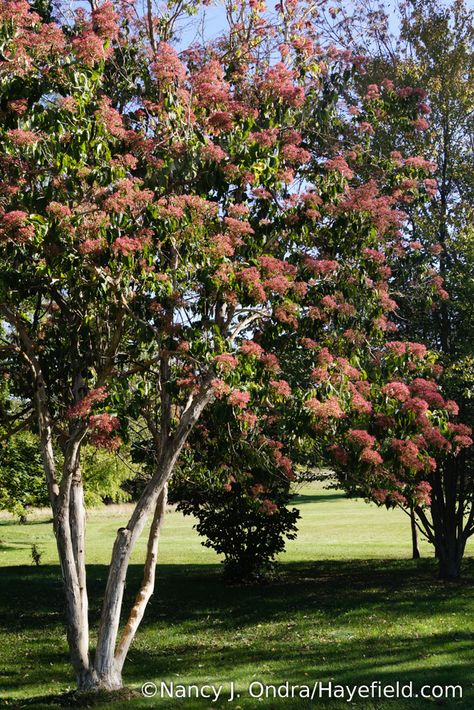 Technically, this seven-sons tree (Heptacodium miconioides) isn't in flower right now. The white blooms dropped off a week or two ago, leaving the rosy pink calyces, which are just as pretty--in this photo, at least. [Nancy J. Ondra/Hayefield.com] Seven Son Flower Tree, Flowering Ash Tree, Susan Magnolia Tree, Backyard Trees Landscaping, The Rising Sun Redbud Tree, Naturalistic Garden, Big Leaf Hydrangea, Flowering Cherry Tree, Farmhouse Garden