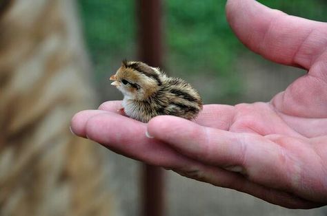 Baby Quail Button Quail, Fancy Chickens, Baby Chickens, Baby Animals Funny, Cute Birds, Cute Creatures, 귀여운 동물, Birdy, Love Birds