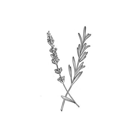 Sage Vine Tattoo, Rosemary And Rose Tattoo, Fine Line Rosemary Tattoo, Rosemary Drawing Simple, Rosemary Sprigs Tattoo, Rosemary Line Drawing, Rosemary Sprig Tattoo Simple, Hyssop Tattoo Simple, Sage Tattoo Simple