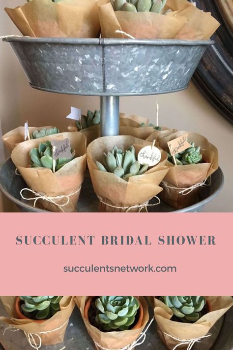 Succulents For Bridal Shower Favors, Succulent Favors Bridal, Bridal Shower Theme Plants, Bridal Shower Succulents, Bridal Shower Ideas Succulents, Succulent Bridal Shower Ideas Decor, Bridal Shower Botanical Theme, Bridal Shower Succulent Theme, Succulent Bridal Shower Theme