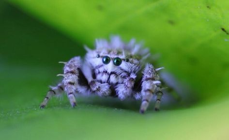 An adorable itty bitty 1/2 inch female jumping spider. Jumping Spider Cute, Pet Jumping Spider, Pretty Spiders, Unique Spiders, Fluffy Spider, Fuzzy Spider, Cute Jumping Spider, Cute Spiders, Pet Tarantula