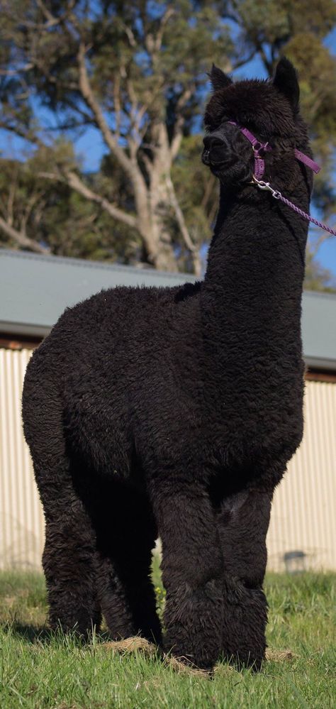 Black Llama, Boy Shadow, Black Alpaca, Micro Farm, Black Beast, Llama Llama, Animal Husbandry, Animal Reference, Llama Alpaca