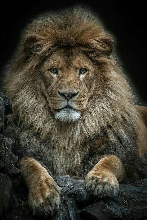 Hairstyle Man, Lion Photography, Beautiful Lion, Lion Love, Lions And Tigers, Lion Pictures, Fitness Photography, Majestic Animals, Lion Of Judah