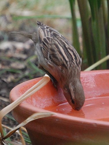 Sparrow by Ash H, via Flickr Birds Drinking Water, Female House Sparrow, 22nd Birthday Cakes, House Sparrow, Fruit Photography, Home Exercise Routines, Animal Sketches, Animal Planet, Spring Garden