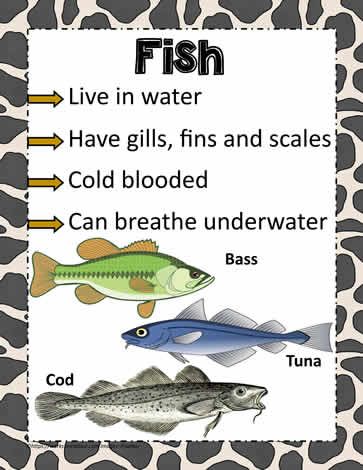 Animal Poster for Fish Fish Classification, Animal Classification For Kids, Fish Science, Animal Classification Worksheet, Classification Of Animals, Animal Classroom, Fish Facts, Fish Poster, Fun Facts For Kids