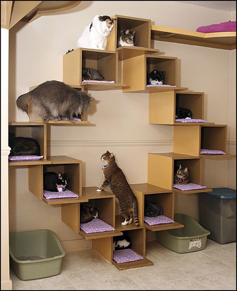 This room has cubbies and cubes and a walk way all around the room! Cat Room Decor, Kat Diy, Architectural Concepts, Niche Chat, Cozy Interiors, Cat Patio, Diy Cat Tree, Outdoor Cat Enclosure, Cat Towers