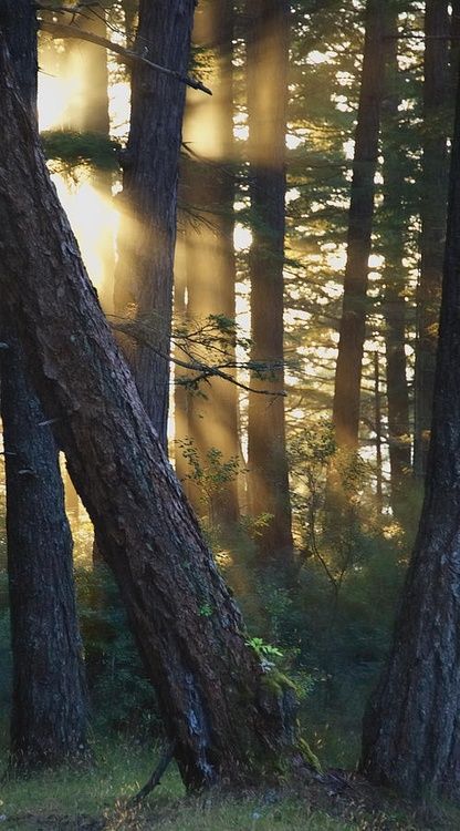 Light Falling Tree, Trees In The Forest, Light Watercolor, Australian Trees, Photography Color, Woodland Forest, Nature Tree, Tree Forest, Beautiful Tree