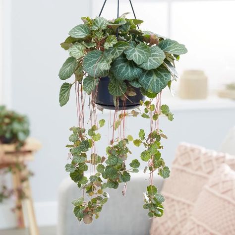 The ULTIMATE Guide for Strawberry Begonia (Saxifraga) Saxifraga Stolonifera, Mother Of Thousands, Seed Growing, Plant Style, Fairy Homes, Plant Hanging, Gardening Projects, Indoor Jungle, Plant Aesthetic