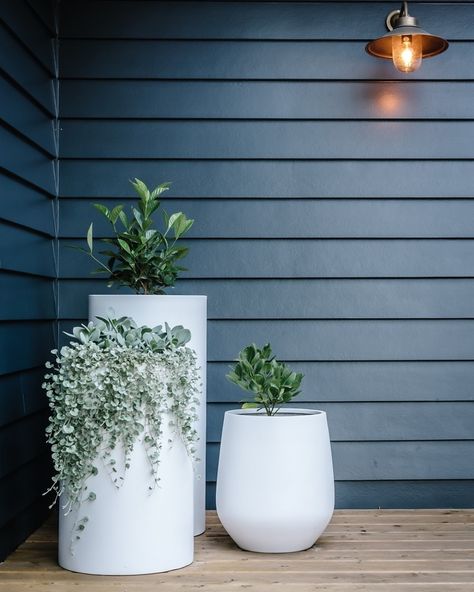 The Balcony Garden on Instagram: “Loving the impact garden pots make to the entry way or façade of a home! The white pots really do pop against the dark bold colour palette.…” Apartment Balcony Garden, Potted Plants Outdoor, Front Patio, White Planters, Outdoor Pots, The Balcony, Apartment Garden, Garden Boxes, Outdoor Planters