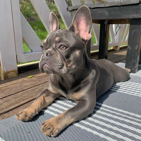 If you want to see more beautiful frenchies follow blue_frenchies_iceland on instagram Tan French Bulldog, Iceland, French Bulldog, See More, Bulldog, Dogs, Animals, On Instagram, Blue