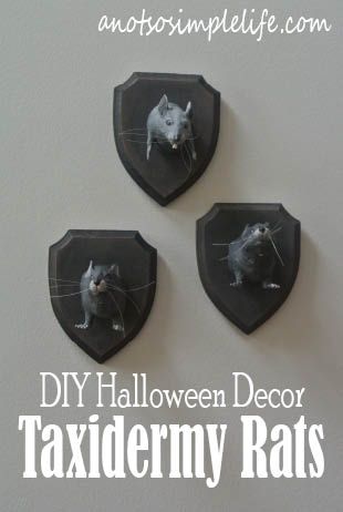 DIY Halloween Decor - Taxidermy Rat Plaques. Halloween Craft. I want to hang these over my apothecary table! Bad Taxidermy, Taxidermy, Diy Halloween Decorations, Rats, Halloween Diy, Halloween Crafts, Mason Jars, Halloween Decorations, Wall Hanging