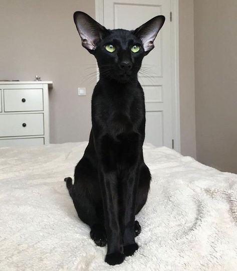 Gatos Cool, Short Hair Cats, Image Chat, A Black Cat, Sphynx Cat, Cat Aesthetic, Cat Sitting, Sphynx, Cute Kittens