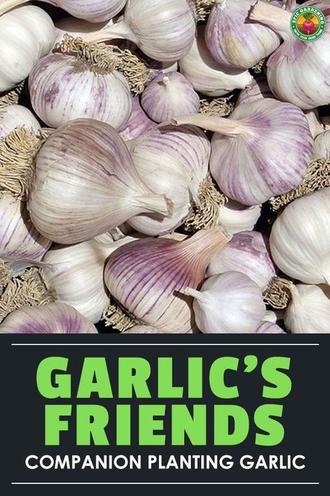 How To Store Garlic Long Term, Garlic Companion Plants, Gardening 2023, When To Harvest Garlic, Harvest Garlic, Store Garlic, Agriculture Technology, Hardneck Garlic, Harvesting Garlic