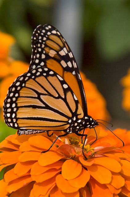 Monarch butterfly • Liz West Butterfly Garden Plants, Beautiful Butterfly Photography, Coloring Contest, Butterfly Photos, Butterfly Pictures, Butterfly Kisses, Butterfly Painting, Butterfly Wallpaper, Butterfly Garden