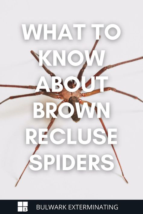 Also known as the violin spider, the Brown Recluse spider is one of the most notorious spider pests in the United States. While most spiders are deemed harmless, a bite from a Brown Recluse can be dangerous and even deadly. Poisonous Insects, Recluse Spider Bite, Brown Recluse Spider Bite, Spider Identification, Dangerous Spiders, Spiders Repellent, Spider Bite, Brown Recluse Spider, Recluse Spider