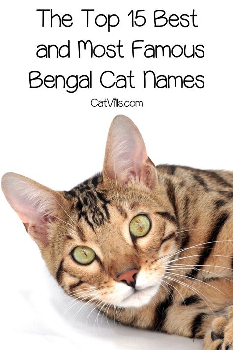 If you're looking for the best and famous Bengal cat names, you'll love our top 15 picks! Check them out! Snow Bengal Cat, Bengal Cat Names, Cat Hypoallergenic, White Bengal Cat, Bengal Cat Personality, Best Cat Names, Snow Bengal, Bengal Cat For Sale, Adopting A Cat