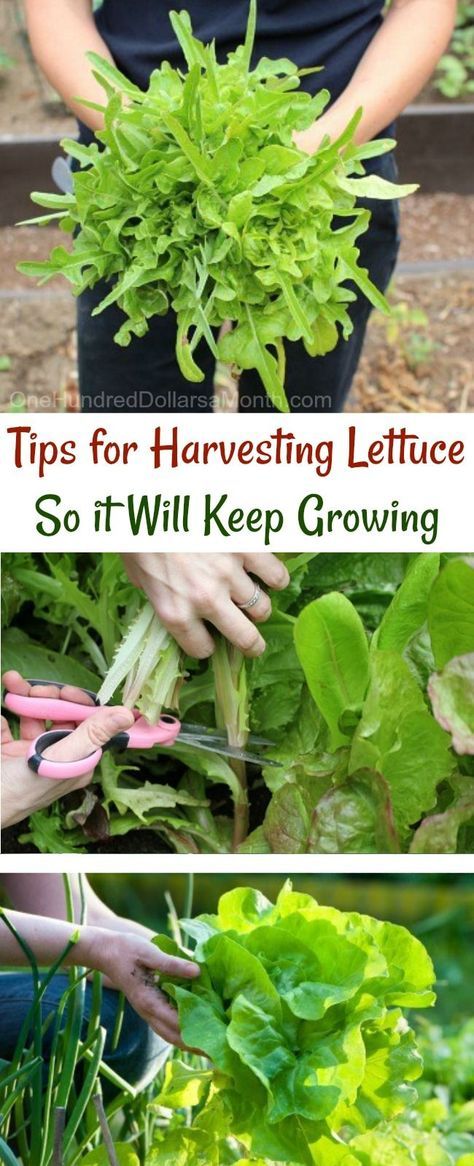 Harvesting Lettuce, Extending the gardening season, Garden Tips, Growing Lettuce, Garden Hacks Harvesting Lettuce, How To Harvest Lettuce, Gemüseanbau In Kübeln, Growing Lettuce, Organic Vegetable Garden, Gardening Hacks, Garden Veggies, Veg Garden, Home Vegetable Garden