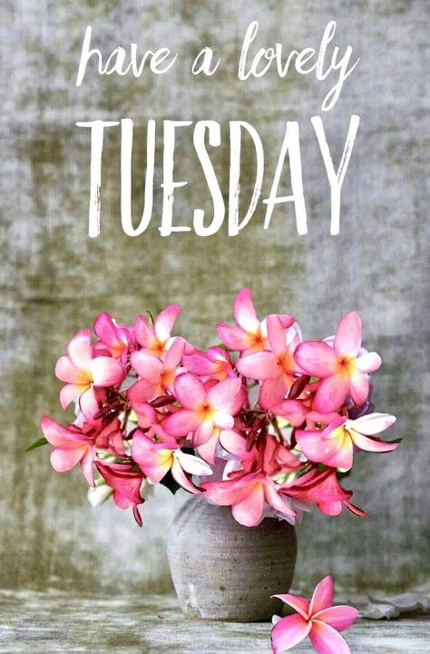 Good morning 🌞 Happy Tuesday 💋💜 Tuesday Morning Wishes, Ella Quotes, Good Morning Happy Tuesday, Happy Tuesday Images, Good Morning Tuesday Images, Happy Tuesday Morning, Tuesday Quotes Good Morning, Tuesday Greetings, Hello Tuesday