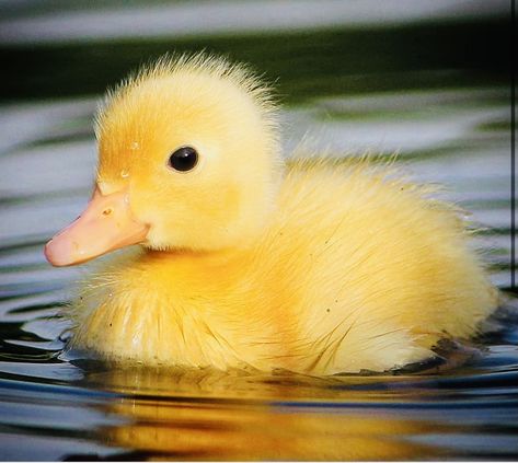 Duck Pics, Fluffy Duck, Duck Photography, Duck In Water, Yellow Duckling, Animal Studies, Duck Pictures, Duck Logo, Carnival Posters