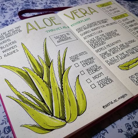 World of Magick on Instagram: “Aloe Vera is one of my favourite houseplants! 🌿 This succulent has long history of medical benefits and has been used for thousands of…” Witch Spring, Healing Abilities, Plant Study, Green Witchcraft, Magia Das Ervas, Plant Journal, Grimoire Book, Magic Herbs, Plant Book