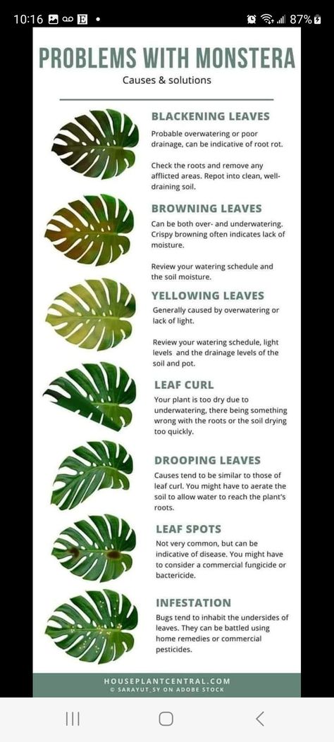 Plant Health Guide, Big Leaf Indoor Plant, Monstera Plant Care, Flower Tips, Plant Tips, Plant Mama, Plant Care Houseplant, Inside Plants, Growing Plants Indoors