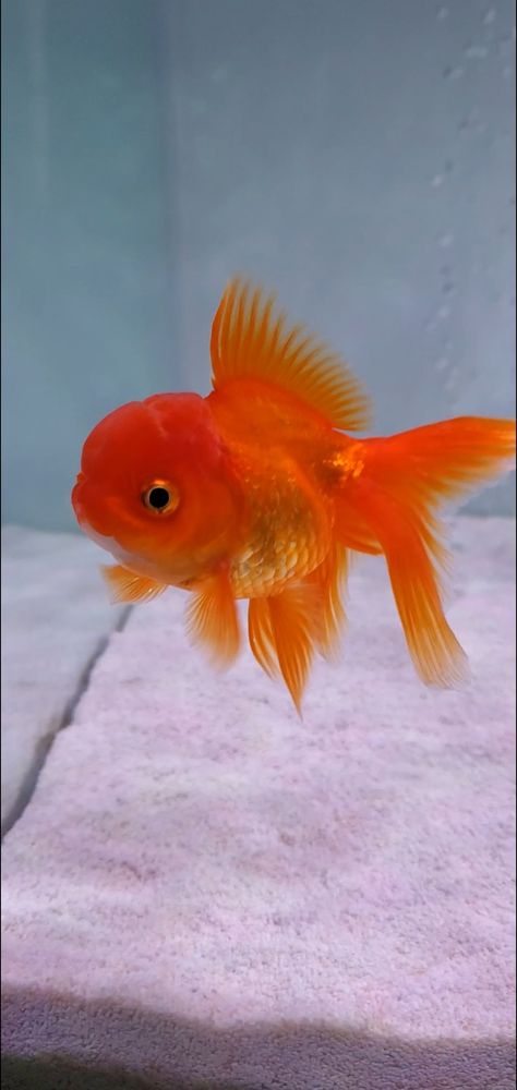 Red Oranda Goldfish, Cold Water Aquarium Fish, Fancy Goldfish Drawing, Golden Fish Aesthetic, Chunky Goldfish, Oranda Goldfish Tank, Lion Head Goldfish, Gold Fish Aesthetic, Fancy Goldfish Tank