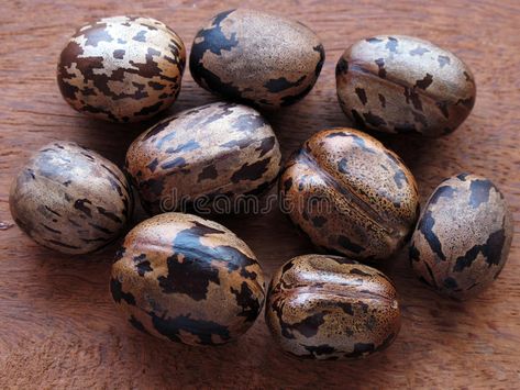 Rubber Seeds. This is the seed of the rubber industry - Hevea brasiliensis #Sponsored , #AD, #Sponsored, #Seeds, #Hevea, #brasiliensis, #seed Hevea Brasiliensis, Easter Eggs, Cute Cats, Stock Photography, Photo Image, Seeds, Stock Photos, Quick Saves