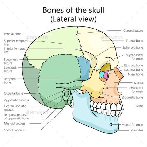 Human Skull Bone Structure Diagram Medical Science Skull Structure Anatomy, Human Skull Diagram, Bones Diagram, Skull Diagram, Structure Of Bone, Anatomy Learning, Sphenoid Bone, Skull Anatomy, Educational Illustration