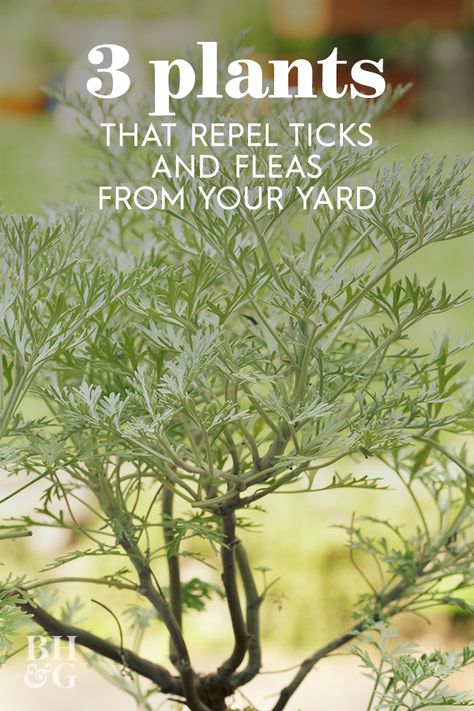 Plants That Repel Bugs, Bulbous Plants, Have Inspiration, Garden Plans, Garden Pests, Flea And Tick, Farm Yard, Lawn And Garden, Outdoor Plants