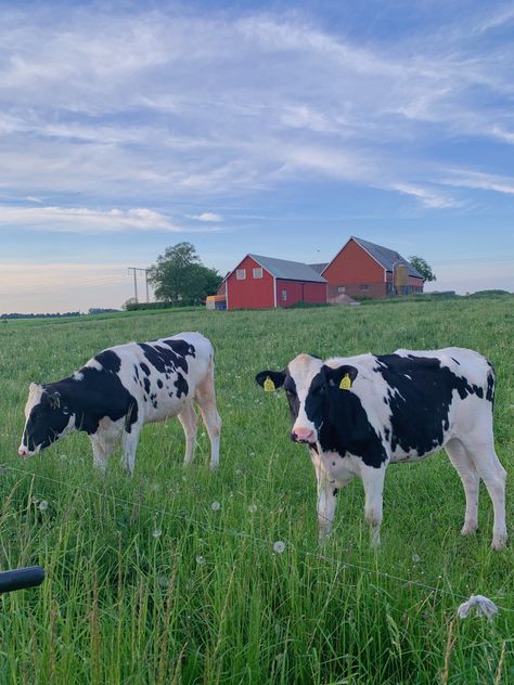 Farm With Cows, Black And White Cows, Cow Aesthetic, White Cows, Cow Cute, Sweet Cow, Fluffy Cows, Farm Photography