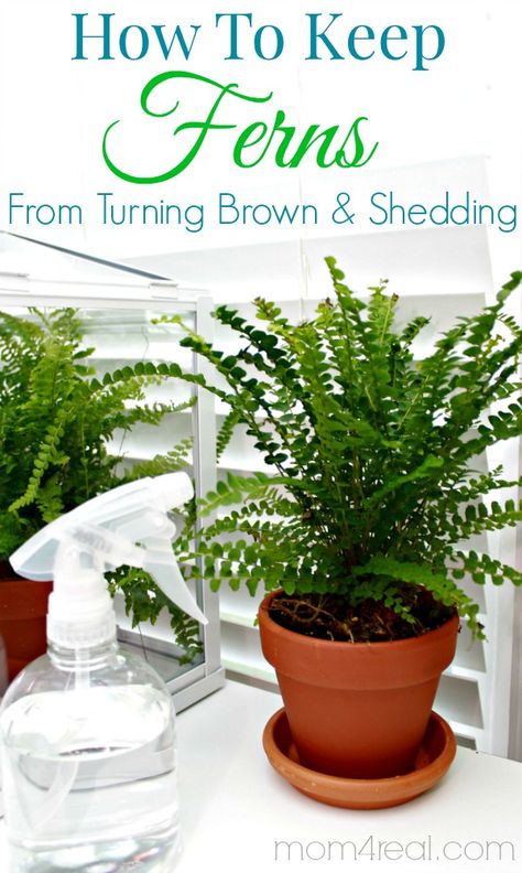 House Ferns Indoor Plants, How To Prune Ferns, Indoor Ferns, Brown Tips, Ferns Care, Succulent Decor, Ferns Garden, Tulip Bulbs, Inside Plants