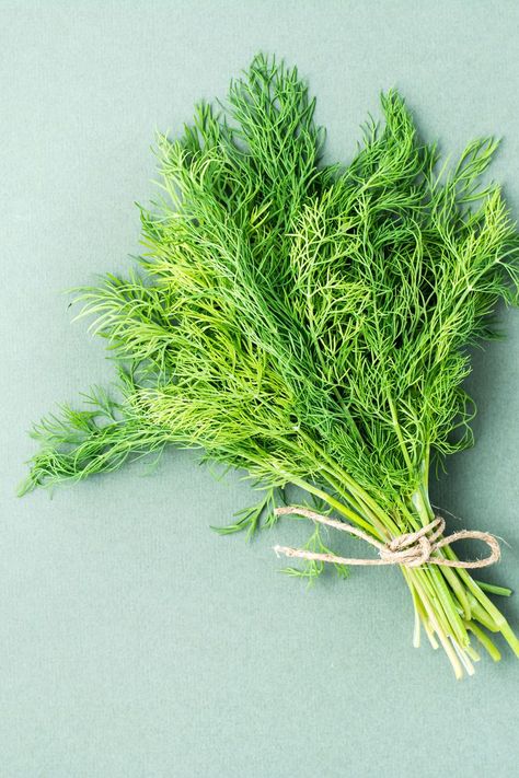 How to Freeze Dill So It Stays Fresh Longer How To Keep Dill Fresh In Fridge, Can You Freeze Dill, Freezing Fresh Dill, How To Freeze Dill, Freezing Dill, Dill Dip, 5 Ingredient Dinners, Seafood Pasta, Summer Entertaining