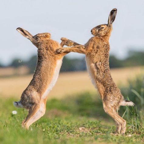 Pictures Of Wild Animals, Boxing Hares, Hare Pictures, Wild Hare, Wild Animals Photography, Bbc Earth, Arte Doodle, Wild Rabbit, Animals Photography