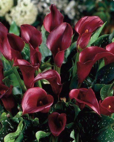 maroon calla lillies Maroon Themed Wedding, Lilly Plants, Calla Lily Colors, Tall Vase Arrangements, Calla Lily Bulbs, Arum Lilies, Zantedeschia Aethiopica, Arum Lily, Paint Flowers