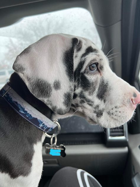 The most perfect Blue harlequin great dane you’ve ever seen💙 Great Dane Spotted, Blue Harlequin Great Dane, Great Dane Blue Harlequin, Great Dane Blue, Harlequin Great Dane Puppy, Blue Merle Great Dane, Mantle Great Dane, Harlequin Great Dane, Blue Great Danes